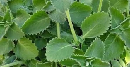 631533737 2256503775745565 4080678077669702193 n