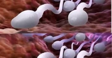 565243431 1877491799866392 7819895572117146394 n