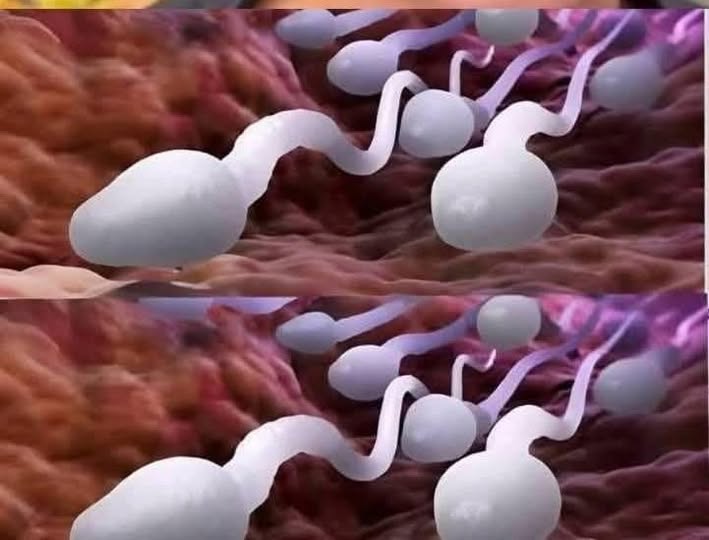 565243431 1877491799866392 7819895572117146394 n