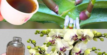 631416506 122208222812567604 9141575543932633963 n