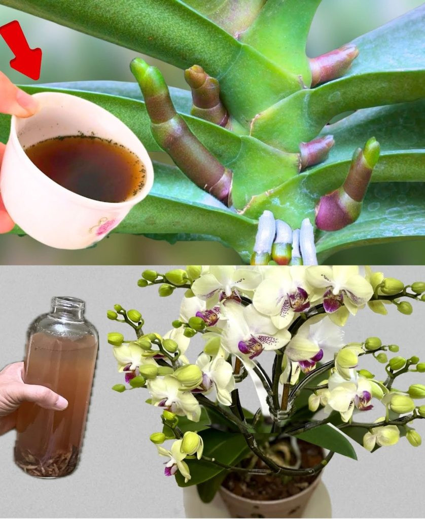 631416506 122208222812567604 9141575543932633963 n