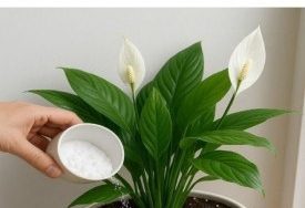 637147435 122208760238567604 7648023727644499244 n