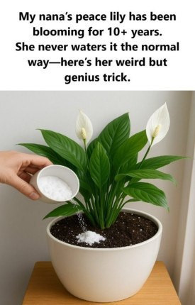 637147435 122208760238567604 7648023727644499244 n