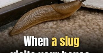 654502894 2129576834469600 4242405244803109131 n