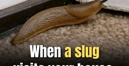 654502894 2129576834469600 4242405244803109131 n