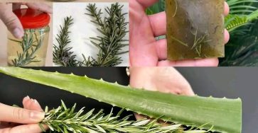 655557138 817762264675409 501874947131709727 n