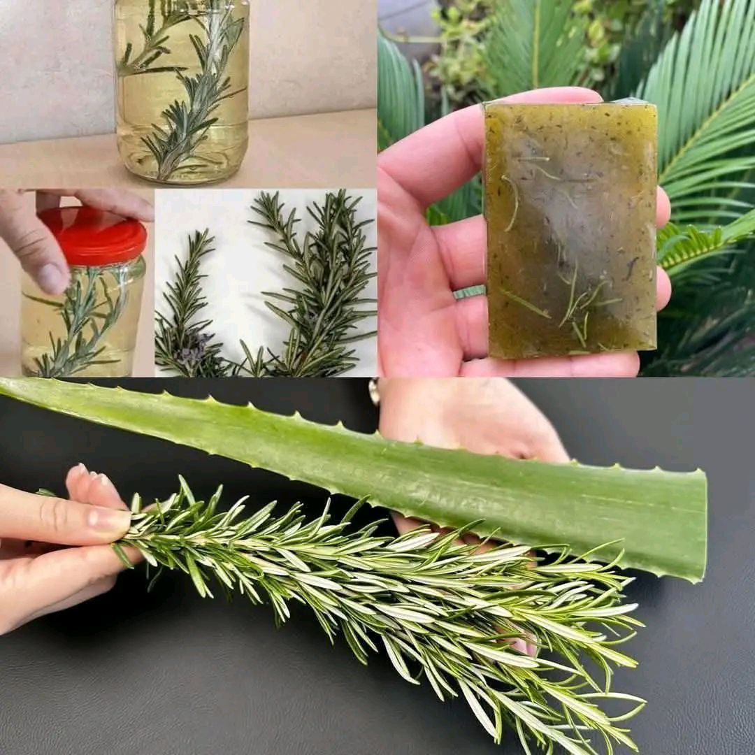 655557138 817762264675409 501874947131709727 n