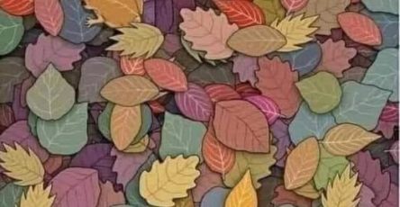 658384272 34633620639619861 4374040265326412074 n