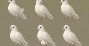 659598988 2805371153160237 8849325707953276750 n