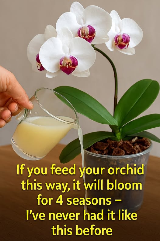 659773981 122238221714103214 3245733433646062887 n