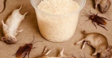 662346301 1615730492970393 3065319482304857982 n