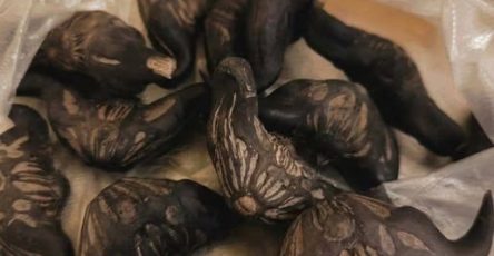 667313354 2406384989840035 7219127620616958229 n