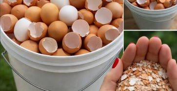 668811597 955348174119196 2743446250636887269 n