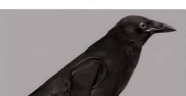 681176687 1698585834603937 8093148590091752586 n
