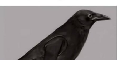 681176687 1698585834603937 8093148590091752586 n